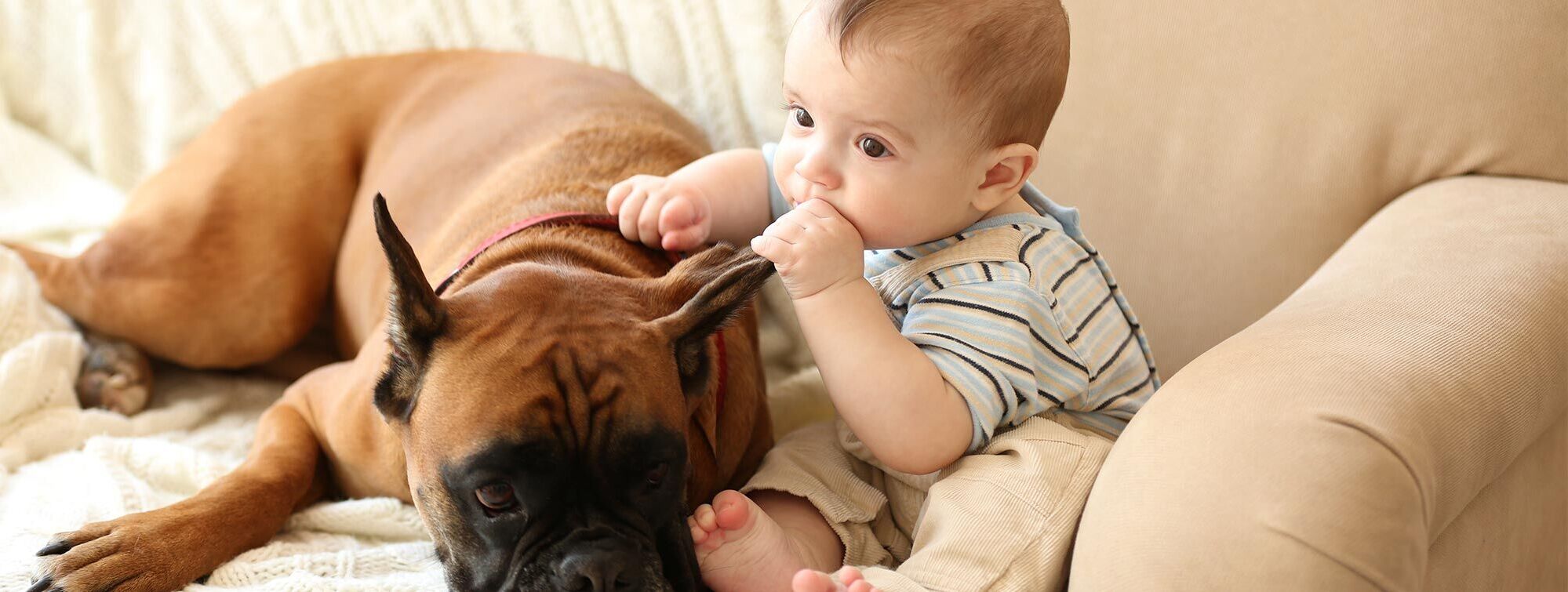 Dog and baby - Dr. Iris Manig, prakt. Tierärztin
