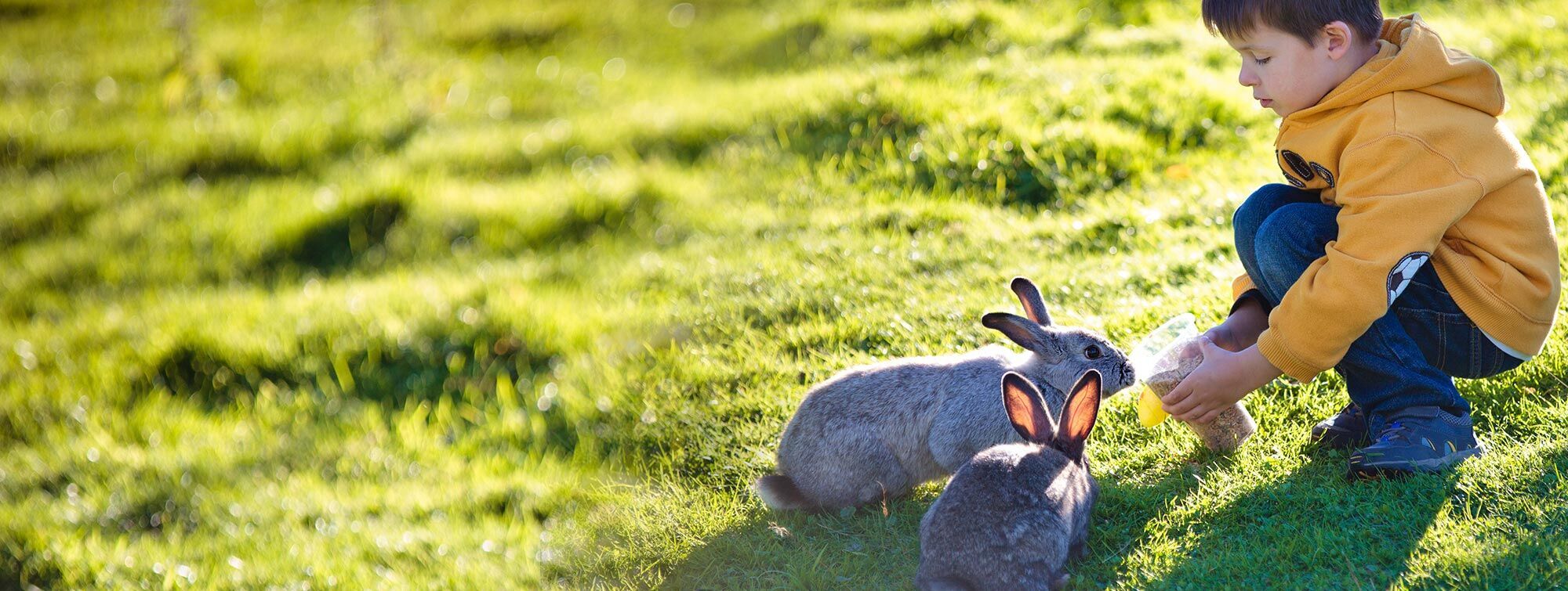 Young boy with rabbit  - Dr. Iris Manig, prakt. Tierärztin